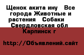 Щенок акита ину - Все города Животные и растения » Собаки   . Свердловская обл.,Карпинск г.